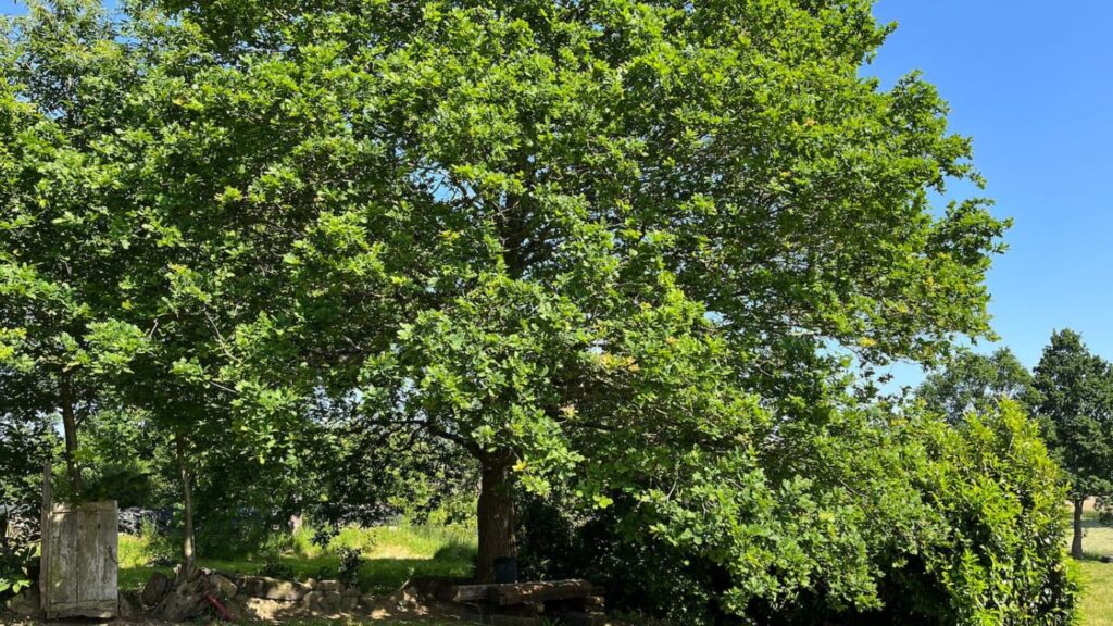 Chêne sur jardin face à la terrasse, Pièce de vie, cuisine, réservation de nuitées dans une maison à la campagne avec espace bien-être, jacuzzi et sauna entièrement privatif.